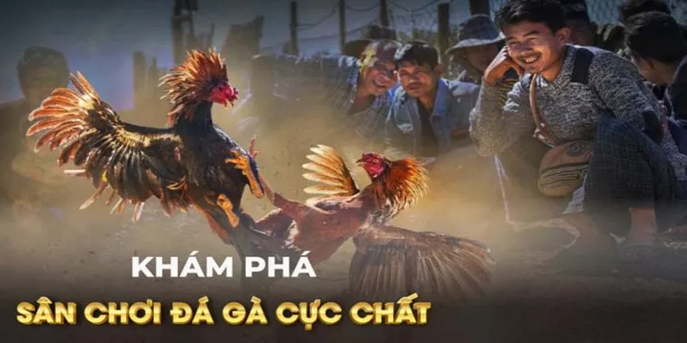 Toàn Tập Cách Chơi Đá Gà GA28 Tại BJ88 Dễ Hiểu Nhất