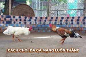 Bật Mí Cách Chơi Đá Gà Sabong Tại BJ88 Từ Các Chuyên Gia