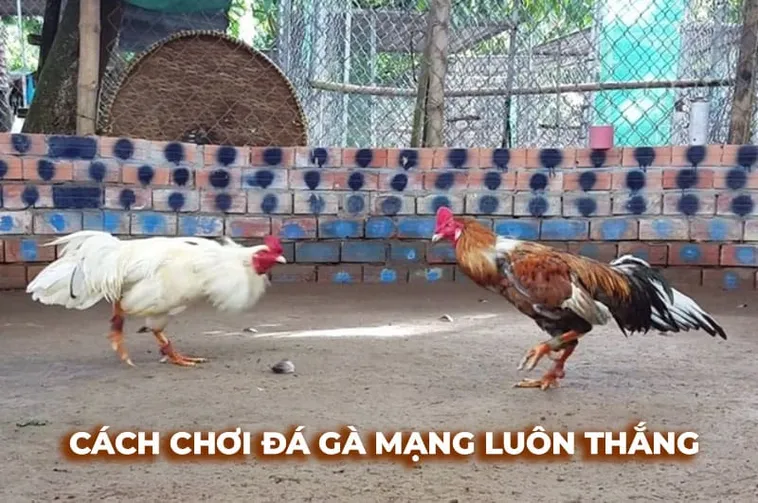 Bật Mí Cách Chơi Đá Gà Sabong Tại BJ88 Từ Các Chuyên Gia